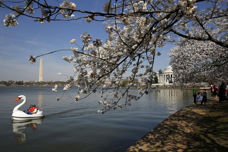 Ngam hoa anh dao khoe sac o thu do Washington