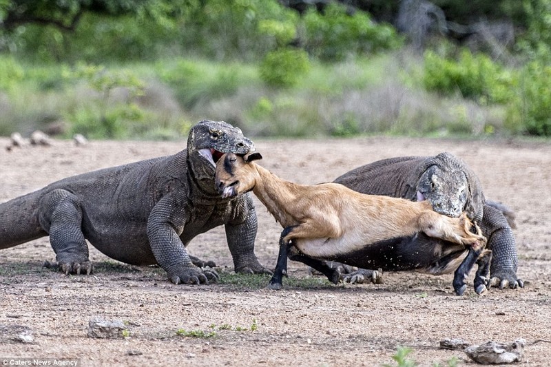 Hai hung canh rong Komodo khong lo ha sat de nui-Hinh-10