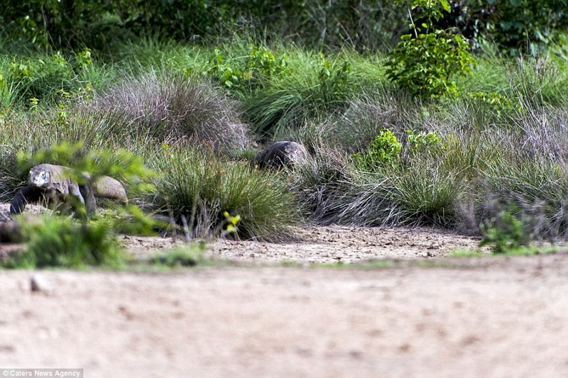 Hai hung canh rong Komodo khong lo ha sat de nui-Hinh-2