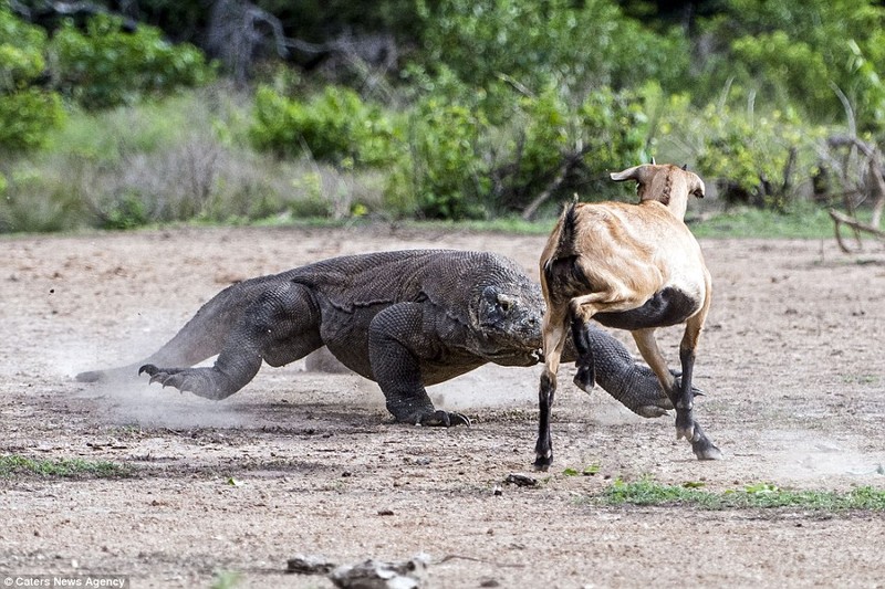 Hai hung canh rong Komodo khong lo ha sat de nui-Hinh-4