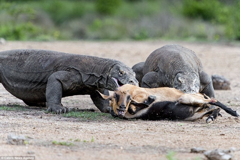 Hai hung canh rong Komodo khong lo ha sat de nui-Hinh-9