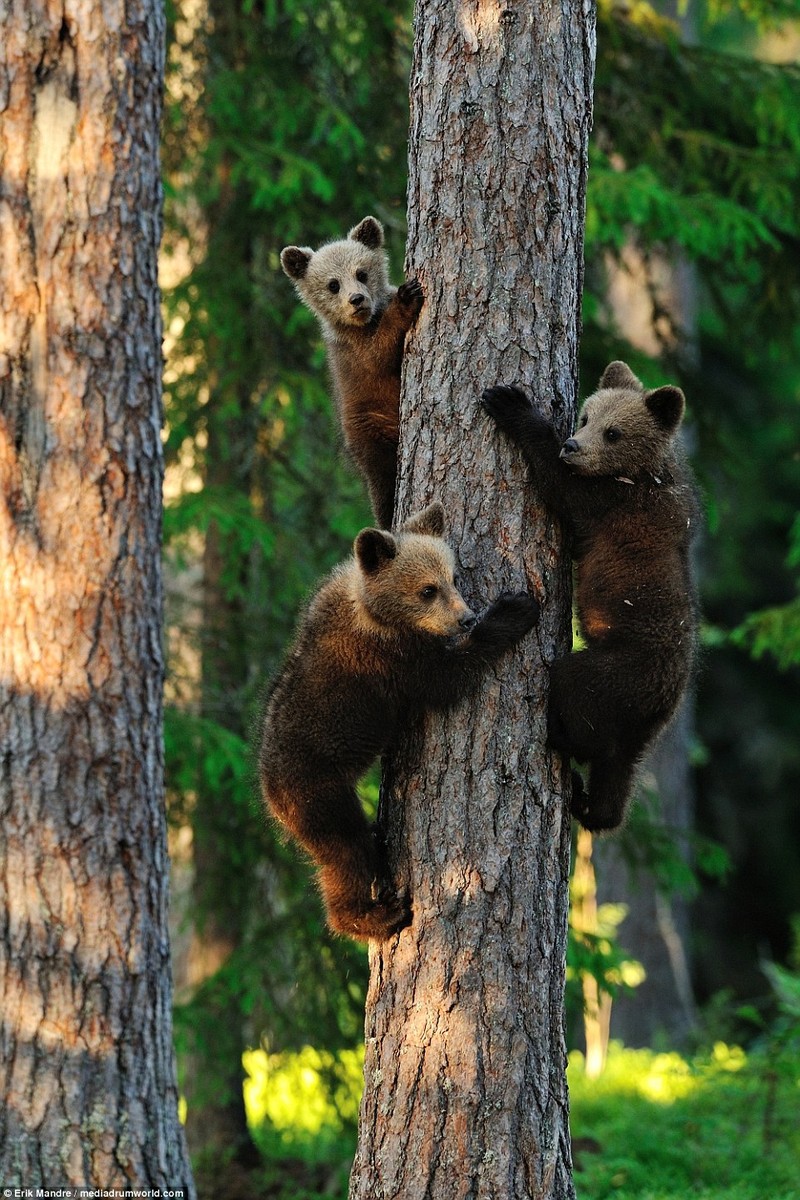 Gấu Nâu: Thiên nhiên vô cùng đa dạng và đầy màu sắc. Gấu Nâu là một ví dụ điển hình cho sự đa dạng về loài động vật trên trái đất. Những bức ảnh của gấu nâu sẽ khiến bạn ngạc nhiên và thích thú về cách mà những sinh vật sống tại môi trường tự nhiên.