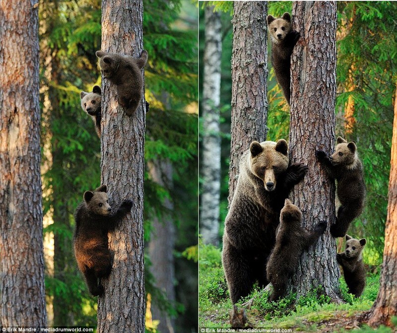 Điểm đến lý tưởng cho các gia đình yêu thích gấu nâu! Hãy tưởng tượng một gia đình gấu nâu đáng yêu ngồi dưới bóng cây và đùa nghịch với nhau. Hình ảnh này chắc chắn sẽ làm bạn cảm thấy ấm áp và vui vẻ. Nhấp chuột vào ảnh để khám phá thêm!
