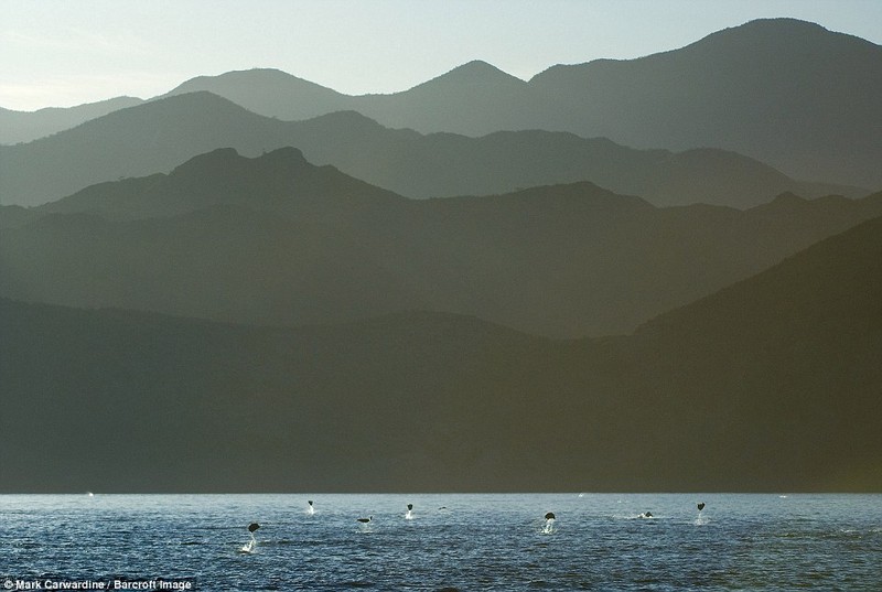 Ca duoi quy dua nhau bay khoi mat nuoc-Hinh-4