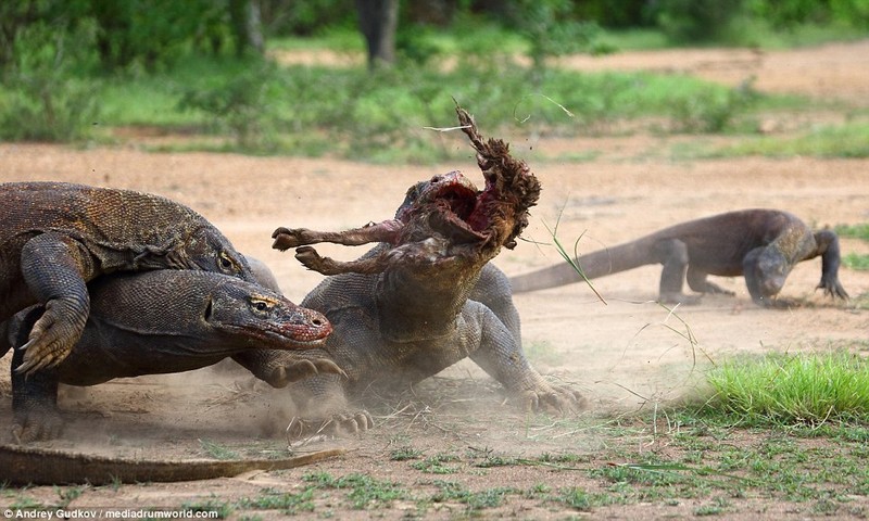 Cuoc chien tranh moi dam mau cua rong Komodo-Hinh-3