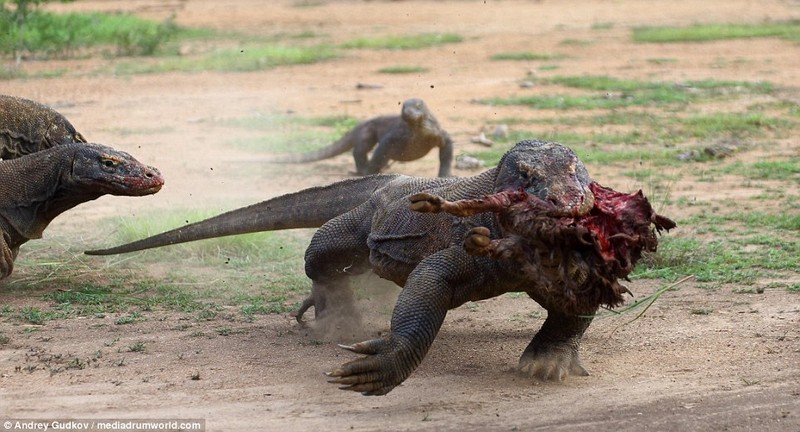 Cuoc chien tranh moi dam mau cua rong Komodo