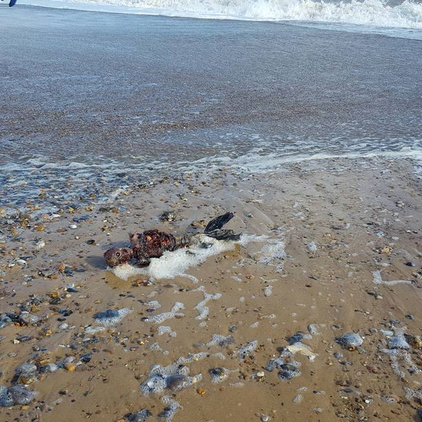 Rotting body of 'dead mermaid' washes up on British beach