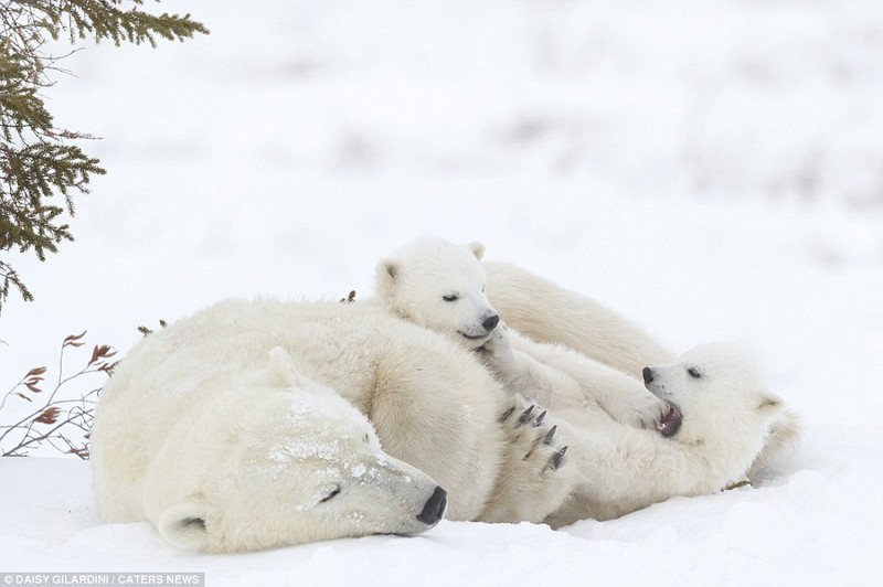 Nếu bạn là một người yêu động vật thì chắc chắn bạn phải xem ảnh của gia đình gấu bắc cực dễ thương này. Sự đáng yêu của chúng sẽ khiến trái tim bạn tan chảy mỗi khi ngắm nhìn.