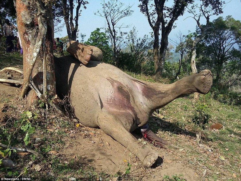 Voi khong lo chet tham vi treo cay hai qua-Hinh-2