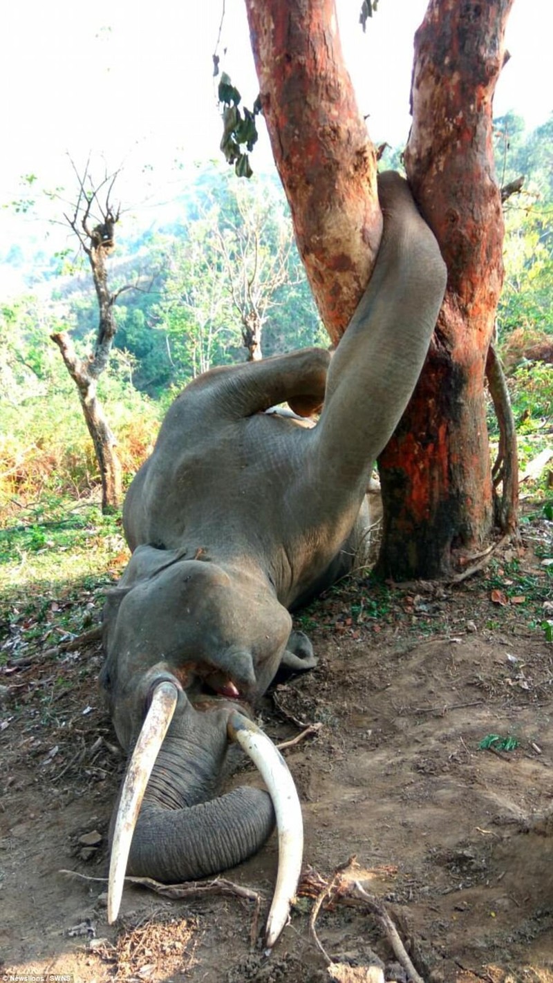 Voi khong lo chet tham vi treo cay hai qua