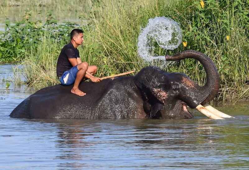 Anh dong vat tuan: Buom ruoi duoi xu kiem an, cho me cuu con...-Hinh-11