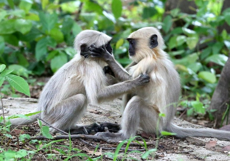 Anh dong vat: Chim lan mom moi cho con, khi au yem trong rung...-Hinh-8