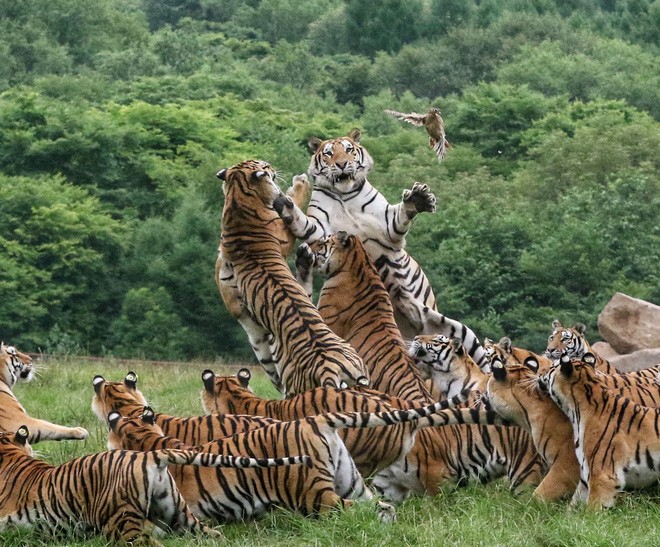 Chiêm ngưỡng 50 hình ảnh con hổ đẹp nhất thế giới