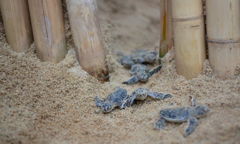 Anh dong vat: Cap muc hon nhau tinh tu duoi day bien-Hinh-10