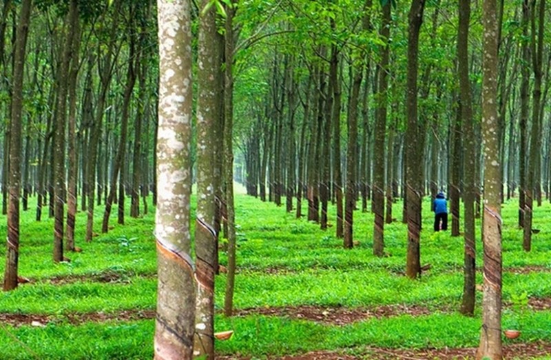 Cao su Dong Phu se tra co tuc toi thieu 30% trong nam 2021