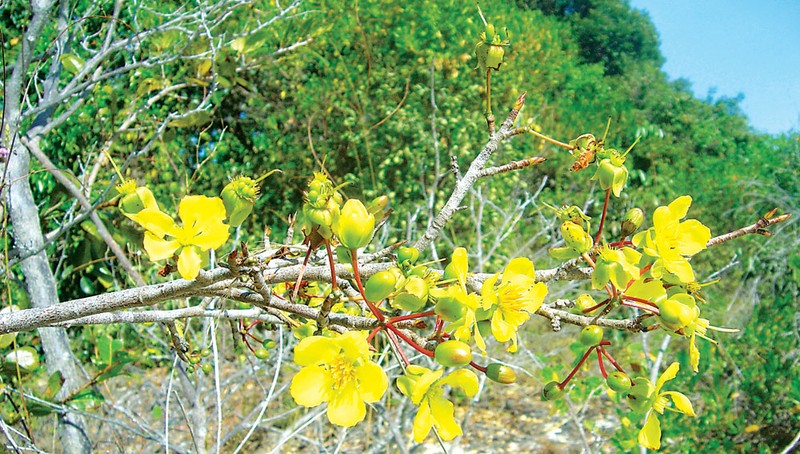 Da mat ngam 12 loai hoa mai tuyet dep trung Tet-Hinh-5