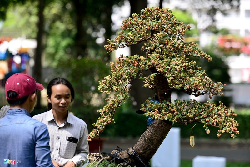 Anh: Ky hoa di thao do ve hoi hoa xuan lon nhat Sai Gon-Hinh-12