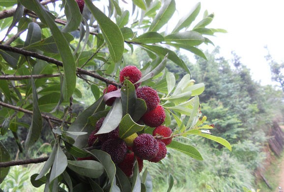 Diem danh hoa qua dai nuoc ngoai nhung cuc dat do tai VN-Hinh-7