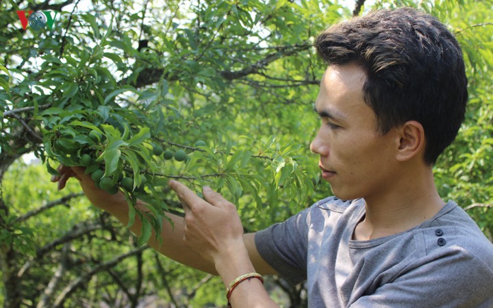 Ngam man Moc Chau hua hen mua boi thu-Hinh-2