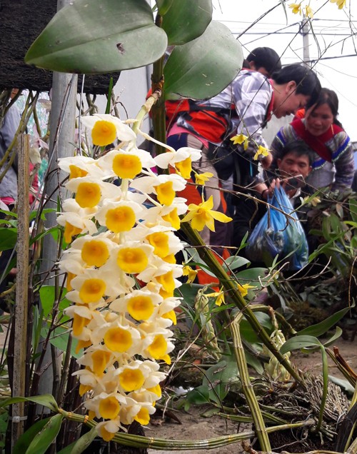 Ngam khu ban hoa lan doc dao o cho phien Bac Ha