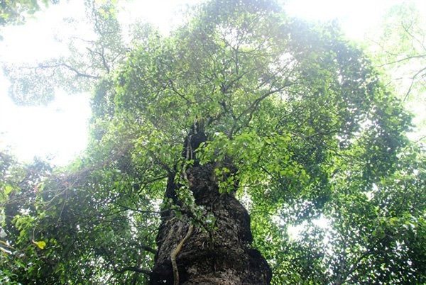 “Mo vang” lo thien: Canh rung nghien, trai co thu nghin nam tuoi-Hinh-3