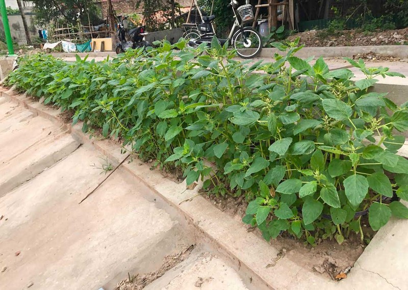 Khoet lo be tong trong rau: Ha thanh sanh cung Ha Giang-Hinh-2