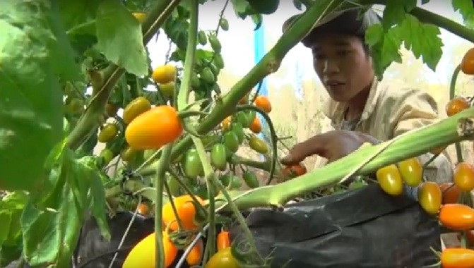 &quot;Lac troi&quot; giua vuon ca chua sach sieu trai o Viet Nam-Hinh-6