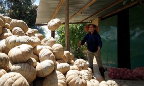 Ban 10 kg bi ngo khong mua noi mot o banh mi-Hinh-2