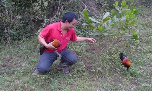 Con sot san “son ke” noi dai ngan xu Nghe