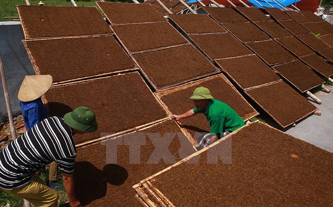 “Say” mui thuoc lao trong mua thu hoach la o Hai Phong-Hinh-10