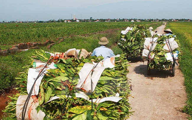 “Say” mui thuoc lao trong mua thu hoach la o Hai Phong-Hinh-3