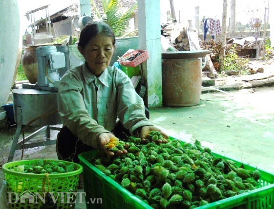 Muot mat ngam 10ha kho qua rung “sach” giua dong bang-Hinh-12