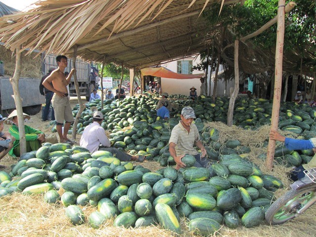 Dan khoc rong vi trai cay re nhu cho, khong ai mua-Hinh-12