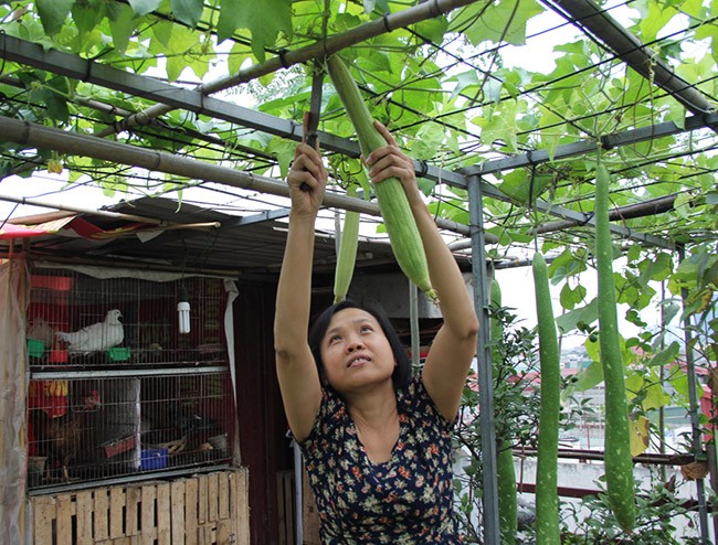 “Soai ca” Ha thanh chieu vo, pha mai ton de trong rau, nuoi ga-Hinh-10