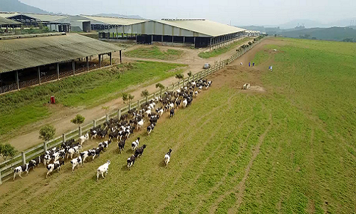 Doanh nghiep dat nen mong san xuat sua tuoi organic tai Viet Nam