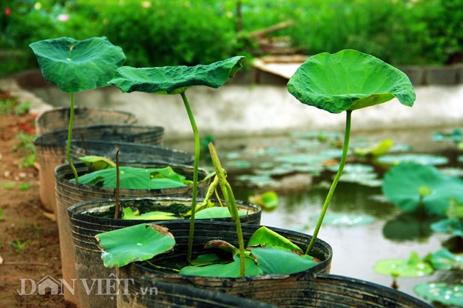 Bo suu tap sen “khung- la- hiem” cua tay choi khet tieng vinh Bac Bo-Hinh-10