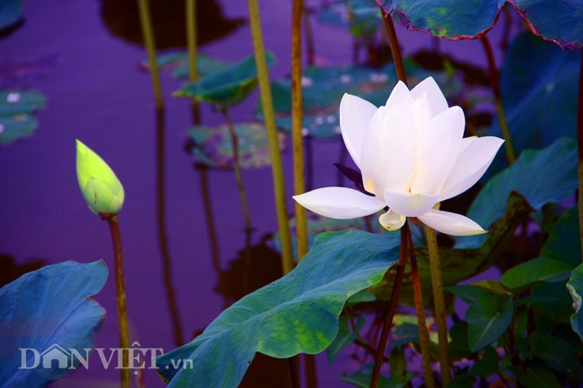 Bo suu tap sen “khung- la- hiem” cua tay choi khet tieng vinh Bac Bo-Hinh-12