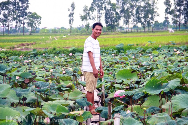 Bo suu tap sen “khung- la- hiem” cua tay choi khet tieng vinh Bac Bo-Hinh-16