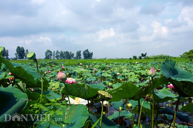 Bo suu tap sen “khung- la- hiem” cua tay choi khet tieng vinh Bac Bo-Hinh-3