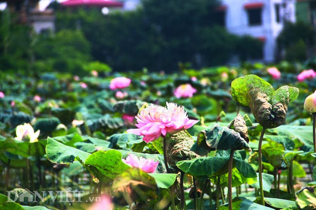 Bo suu tap sen “khung- la- hiem” cua tay choi khet tieng vinh Bac Bo-Hinh-7