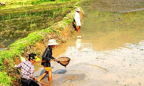 Thuong lai am tham gom mua dia voi gia cao day bi an