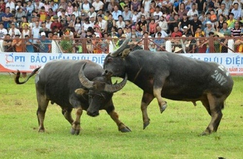 Trau choi huc chet chu o Do Son gia bao nhieu?-Hinh-7