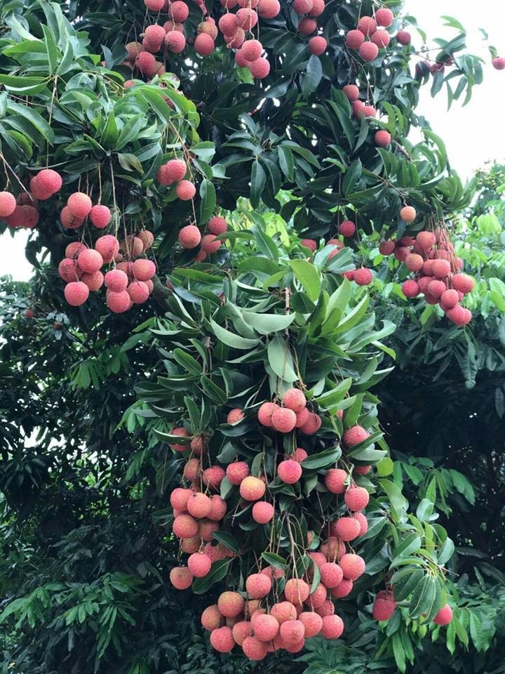 Ca huyen mat mua, “phu thuy” van bat vai ra qua luc liu-Hinh-4