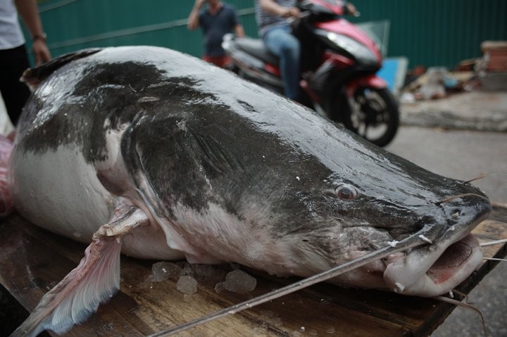 Ca lang khung 300kg &quot;boi&quot; tu Campuchia ve Ha Noi phuc vu dan nhau-Hinh-2