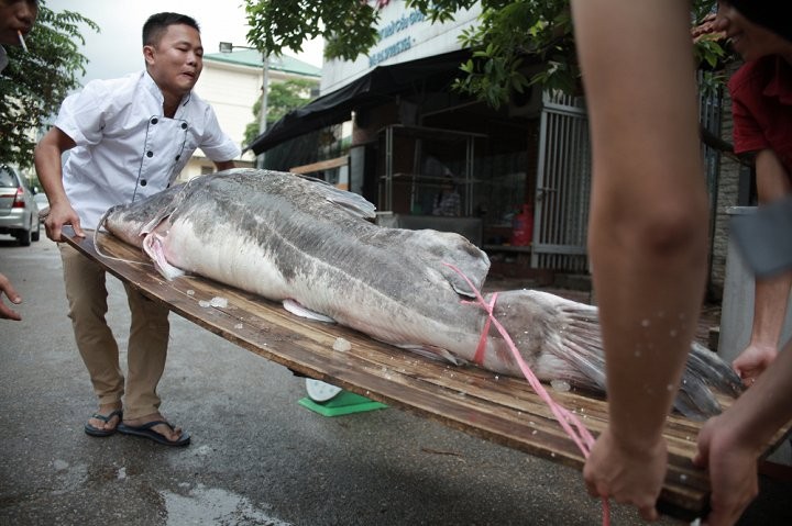 Ca lang khung 300kg &quot;boi&quot; tu Campuchia ve Ha Noi phuc vu dan nhau-Hinh-4