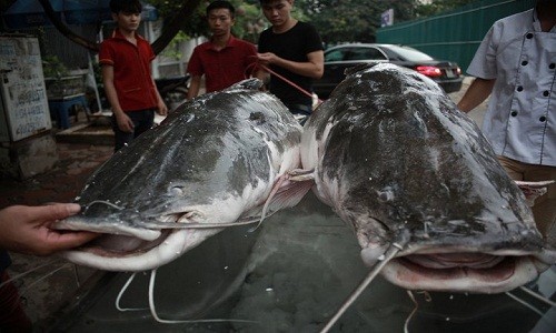 Ca lang khung 300kg &quot;boi&quot; tu Campuchia ve Ha Noi phuc vu dan nhau