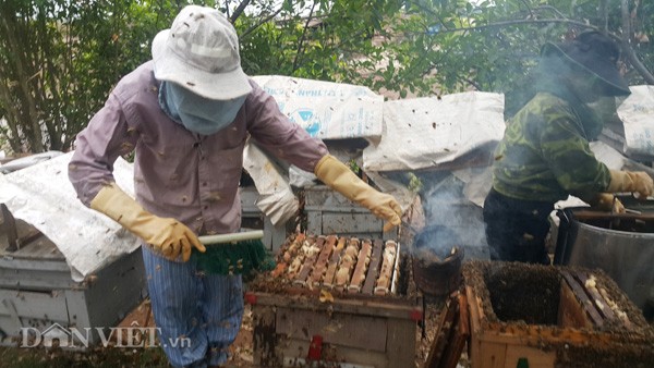 Ru nhau di kiem tram trieu voi “mat cua bien&quot;-Hinh-6