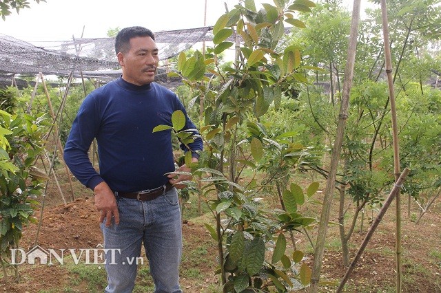 Lieu linh trong “cay cua hiem”: Tuong kho nhan ma lai ngon o