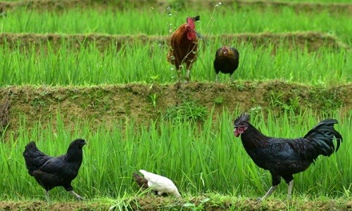 Dac san den tu dau den chan giup chang trai Mong lai khung