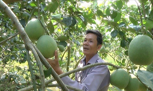 Phuc lan: Xay duoc “biet phu” tu trong buoi da xanh-Hinh-2